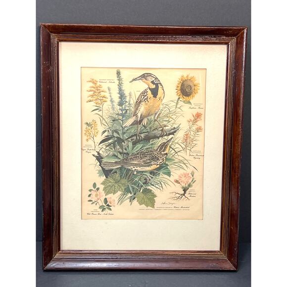 Vtg Meadowlark Lithograph Print Arthur Singer Flora Fauna 14x16 Framed Botanical - Picture 2 of 7